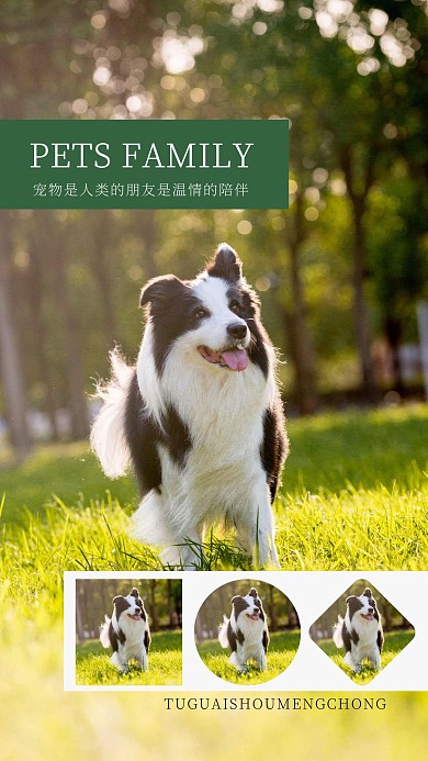 简约创意宠物狗狗草地摄影相册