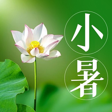小暑传统节气祝福荷花公众号封面次图