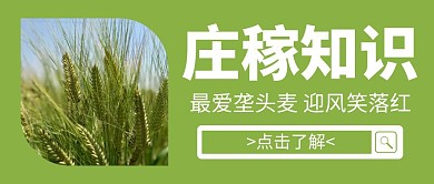 公众号封面庄稼绿色白色配图首图
