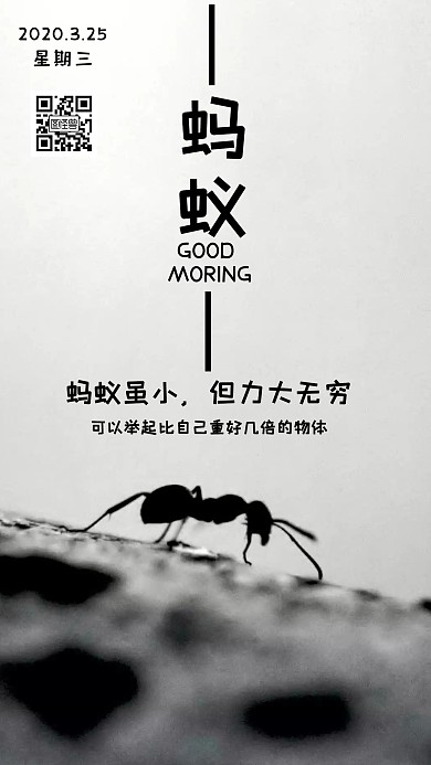 2020摄影黑白早安蚂蚁