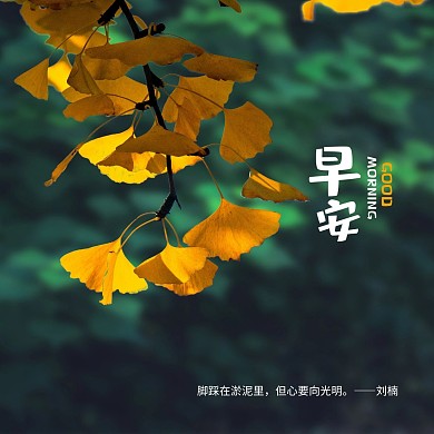 清新植物早安问候