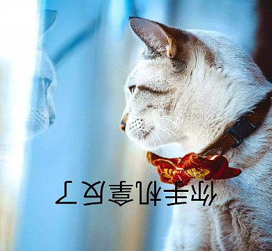 你手机倒了蓝色朋友圈封面