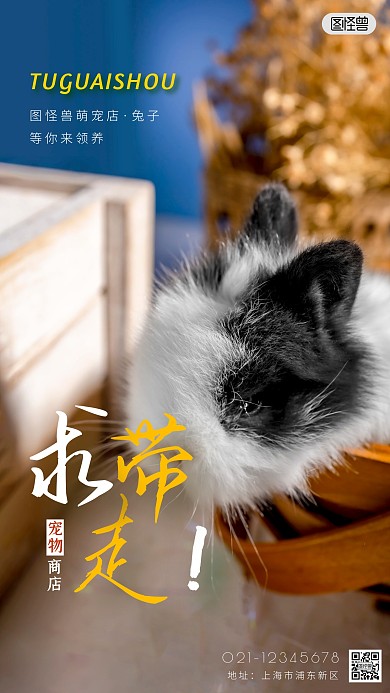 宠物萌兔简约简洁摄影图海报