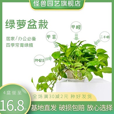 盆栽绿萝常青绿色黄色直通车