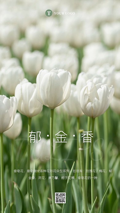 摄影浪漫唯美清新郁金香紫色香皂花宣传海报