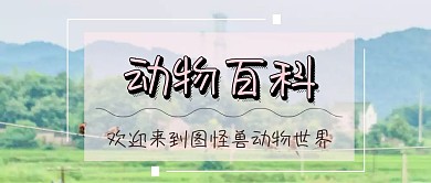 动物科普公众号封面