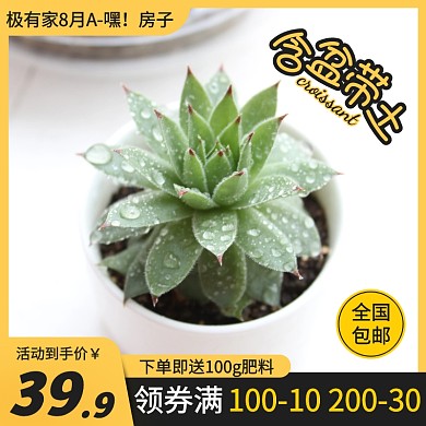 极有家多肉盆栽简约促销主图直通车