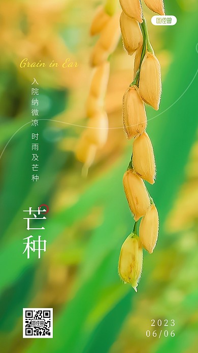 芒种节气简约大气绿色水稻日签