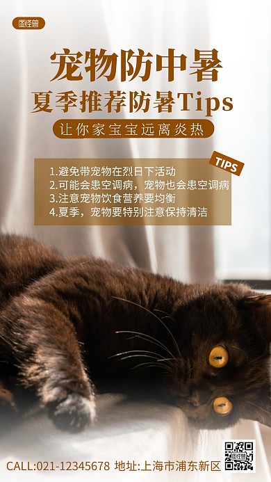 夏季宠物防中暑小知识摄影图海报
