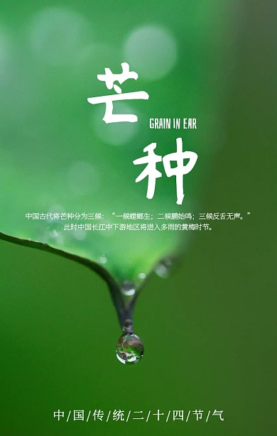 创意插画传统二十四节气芒种手机海报