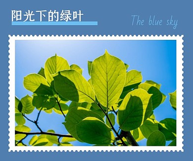 蓝天绿叶纯色背景简约清新照片社交媒体