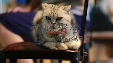 宠物展公众号