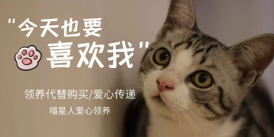 摄影风可爱宠物动物领养横板海报