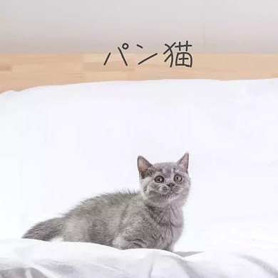 面包猫 手机微博封面