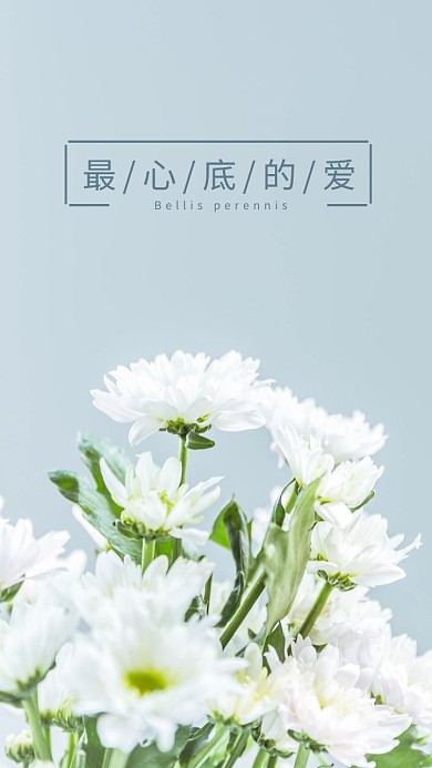 菊花清新简约励志手机壁纸