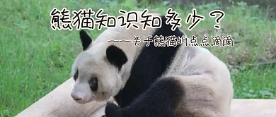 熊猫知识知多少动物公众号封面