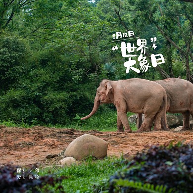清新世界大象日问候