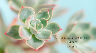 多肉植物励志文字坚持梦想电脑桌面壁纸
