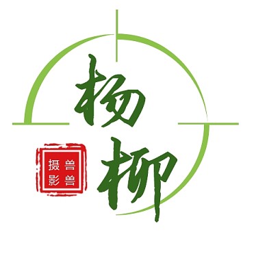 摄影古风绿色半圆杨柳枝logo设计