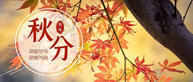 黄色秋叶摄影图秋分节气公众号封面首图