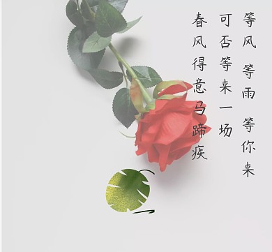 玫瑰书信等风来朋友圈封面