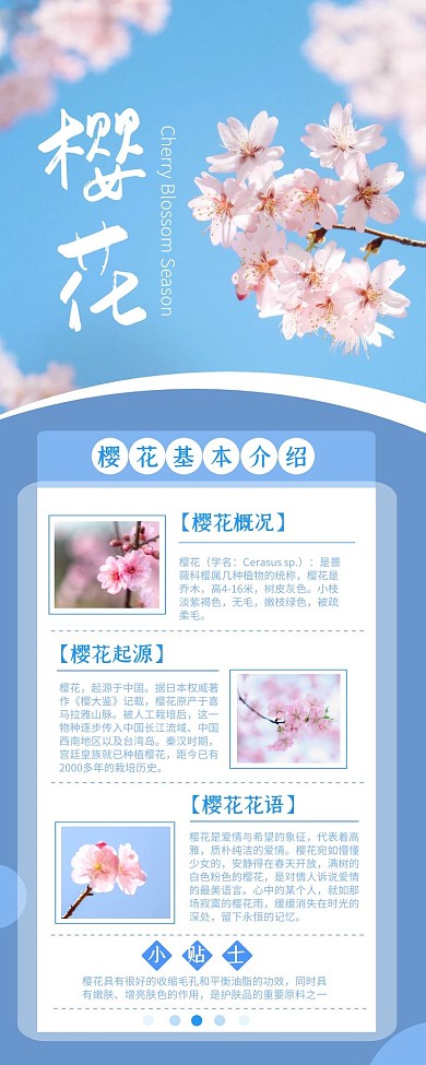 唯美的樱花产品介绍简约蓝色营销长图