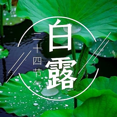 公众号次图白露摄影简约大气清爽