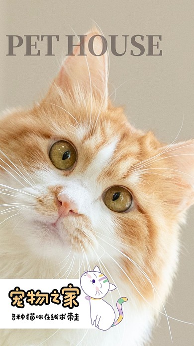 简约创意可爱文艺宠物猫咪相册