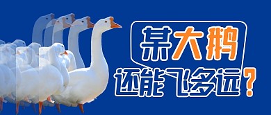蓝色创意风某大鹅还能飞多远公众号封面首图