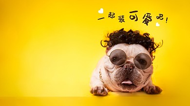 可爱治愈小狗摄影电脑桌面壁纸