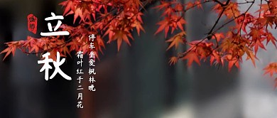 立秋佳节枫叶红色红包公众号主图