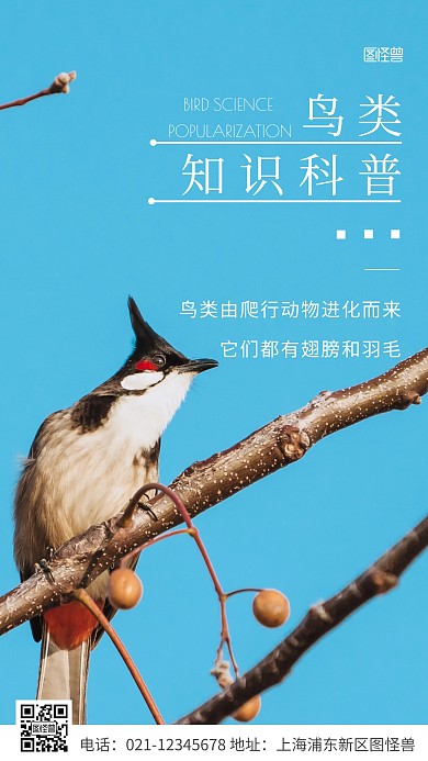 简约风白色鸟类科普摄影图海报