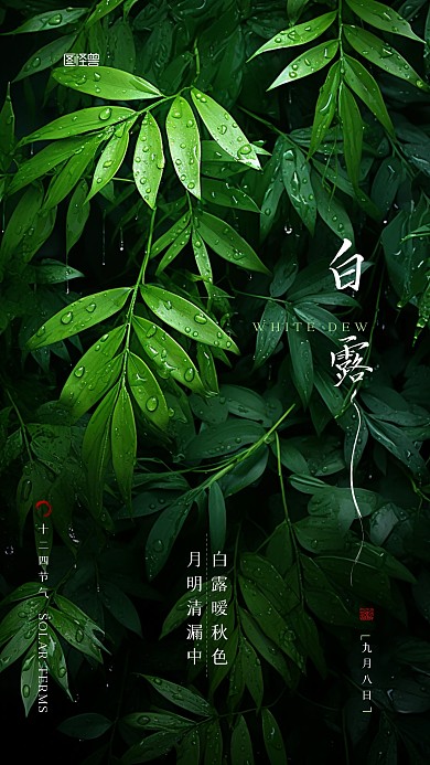 白露二十四节气简约摄影AIGC手机海报