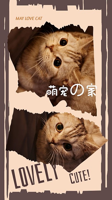 简约创意可爱宠物猫咪摄影相册