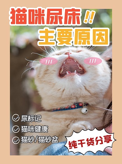 猫咪宠物指南健康小红书封面