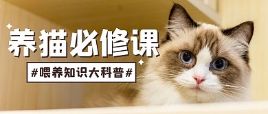 猫咪宠物可爱创意公众号封面首图
