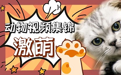动物简约黄色猫咪新媒体视频封面