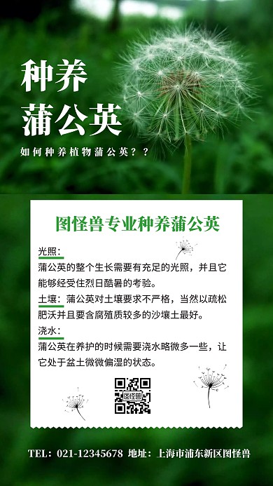 绿色种养植物蒲公英海报