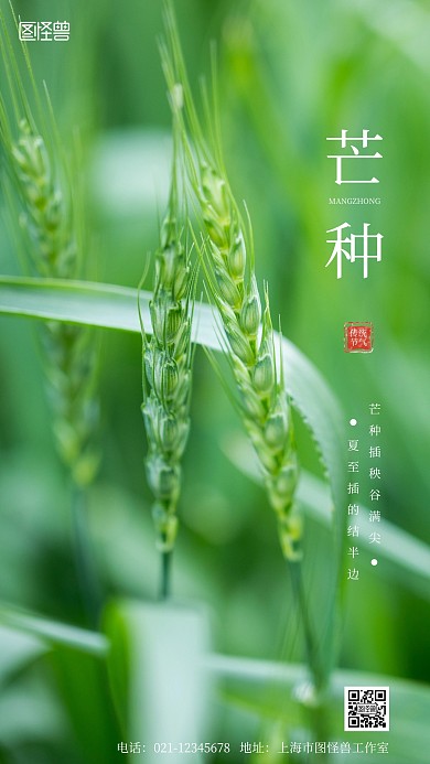 芒种二十四节气麦子绿色大约手机摄影图海报