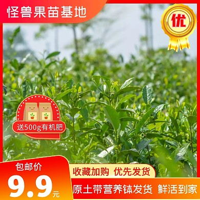 果木苗优质鲜活橙红色摄影直通车