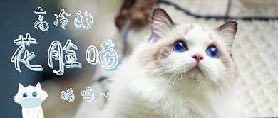 高冷的花脸猫简约公众号封面