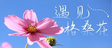 格桑花公众号封面