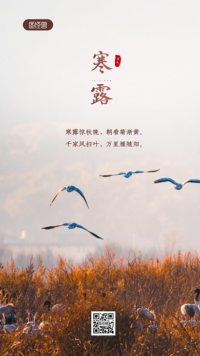 简约大气寒露节气祝福问候摄影图海报