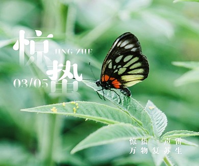 清新摄影小草甲壳虫春天惊蛰节气社交媒体