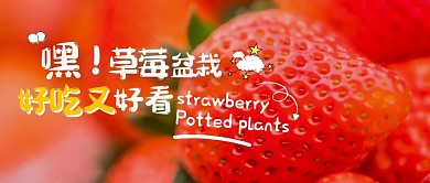 草莓盆栽公众号封面首图