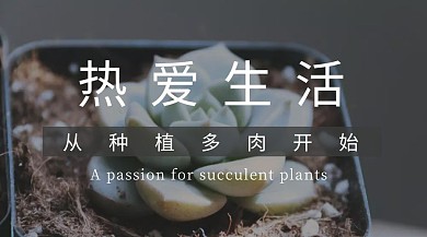 黑色摄影多肉促销红包公众号封面