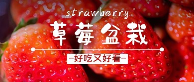 草莓盆栽公众号封面首图