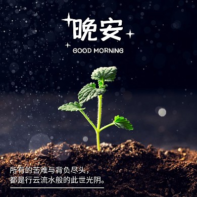 晚安问候植物嫩芽照片简约小天早晚安