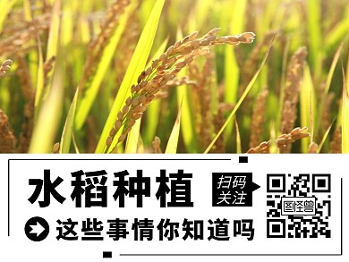 水稻种植图文消息扫码关注二维码公众号配图