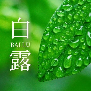 公众号次图白露摄影简约大气清爽